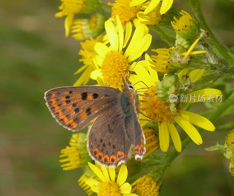 灰铜蝶(Lycaena tityrus)雌性